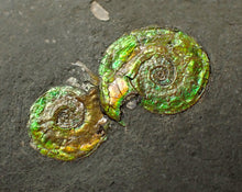 Load image into Gallery viewer, Stunning double-iridescent green Psiloceras display ammonite fossil