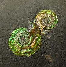 Load image into Gallery viewer, Stunning double-iridescent green Psiloceras display ammonite fossil