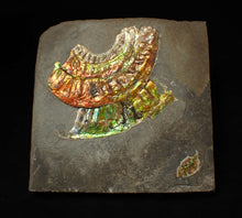 Load image into Gallery viewer, Rainbow iridescent Caloceras display ammonite fossil 70 mm