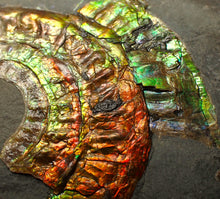 Load image into Gallery viewer, Rainbow iridescent Caloceras display ammonite fossil 70 mm