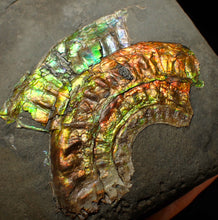 Load image into Gallery viewer, Rainbow iridescent Caloceras display ammonite fossil 70 mm