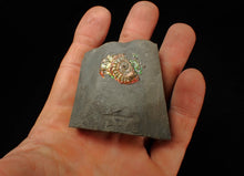 Load image into Gallery viewer, Juvenile iridescent double-Caloceras display ammonite fossil 24mm
