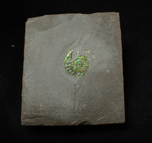Load image into Gallery viewer, Juvenile green iridescent Caloceras display ammonite fossil 15mm