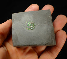 Load image into Gallery viewer, Juvenile green iridescent Caloceras display ammonite fossil 15mm