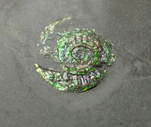 Load image into Gallery viewer, Juvenile green iridescent Caloceras display ammonite fossil 15mm