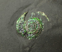 Load image into Gallery viewer, Juvenile green iridescent Caloceras display ammonite fossil 15mm