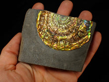 Load image into Gallery viewer, Stunning big rainbow iridescent Caloceras display ammonite fossil (78mm)