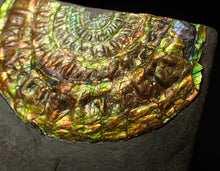 Load image into Gallery viewer, Stunning big rainbow iridescent Caloceras display ammonite fossil (78mm)