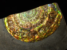 Load image into Gallery viewer, Stunning big rainbow iridescent Caloceras display ammonite fossil (78mm)
