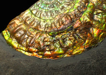 Load image into Gallery viewer, Stunning big rainbow iridescent Caloceras display ammonite fossil (78mm)