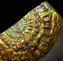 Load image into Gallery viewer, Stunning big rainbow iridescent Caloceras display ammonite fossil (78mm)