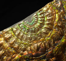Load image into Gallery viewer, Stunning big rainbow iridescent Caloceras display ammonite fossil (78mm)