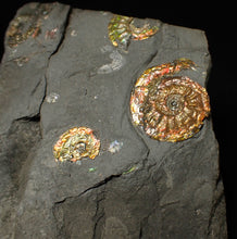 Load image into Gallery viewer, Stunning iridescent multi-Psiloceras ammonite fossil