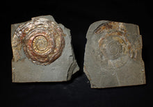 Load image into Gallery viewer, Large popped Psiloceras display ammonite fossil
