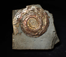 Load image into Gallery viewer, Large popped Psiloceras display ammonite fossil