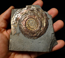 Load image into Gallery viewer, Large popped Psiloceras display ammonite fossil