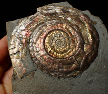 Load image into Gallery viewer, Large popped Psiloceras display ammonite fossil