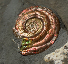 Load image into Gallery viewer, Iridescent juvenile Psiloceras ammonite fossil (30mm)