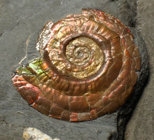 Load image into Gallery viewer, Iridescent juvenile Psiloceras ammonite fossil (30mm)