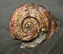 Load image into Gallery viewer, Iridescent juvenile Psiloceras ammonite fossil (30mm)