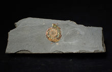 Load image into Gallery viewer, Iridescent juvenile Psiloceras ammonite fossil (23mm)