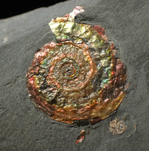 Load image into Gallery viewer, Iridescent juvenile Psiloceras ammonite fossil (23mm)