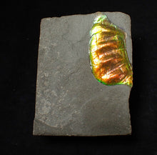 Load image into Gallery viewer, Green and gold iridescent partial Caloceras display ammonite fossil