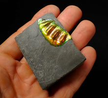 Load image into Gallery viewer, Green and gold iridescent partial Caloceras display ammonite fossil