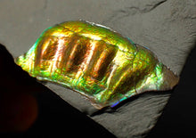 Load image into Gallery viewer, Green and gold iridescent partial Caloceras display ammonite fossil