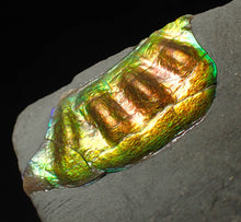 Load image into Gallery viewer, Green and gold iridescent partial Caloceras display ammonite fossil