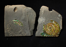 Load image into Gallery viewer, Green iridescent popped Caloceras display ammonite fossil