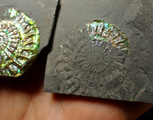 Load image into Gallery viewer, Green iridescent popped Caloceras display ammonite fossil