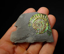 Load image into Gallery viewer, Green iridescent popped Caloceras display ammonite fossil