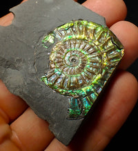Load image into Gallery viewer, Green iridescent popped Caloceras display ammonite fossil