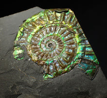 Load image into Gallery viewer, Green iridescent popped Caloceras display ammonite fossil