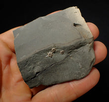 Load image into Gallery viewer, Green iridescent popped Caloceras display ammonite fossil