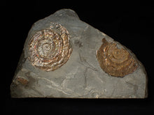 Load image into Gallery viewer, Large iridescent Psiloceras multi-ammonite fossil display piece (72mm)