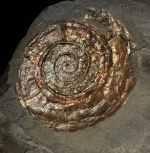 Load image into Gallery viewer, Large iridescent Psiloceras multi-ammonite fossil display piece (72mm)