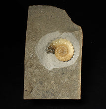 Load image into Gallery viewer, Perfect large calcite Promicroceras ammonite fossil (31mm)