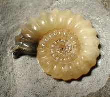 Load image into Gallery viewer, Perfect large calcite Promicroceras ammonite fossil (31mm)