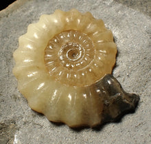 Load image into Gallery viewer, Perfect large calcite Promicroceras ammonite fossil (31mm)