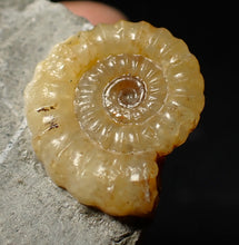 Load image into Gallery viewer, Calcite Promicroceras ammonite fossil display piece (22 mm)