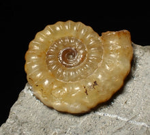Load image into Gallery viewer, Calcite Promicroceras ammonite fossil display piece (22 mm)