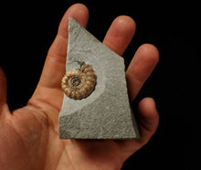 Load image into Gallery viewer, Calcite Promicroceras ammonite fossil display piece (27 mm)