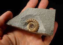 Load image into Gallery viewer, Calcite Promicroceras ammonite fossil display piece (27 mm)