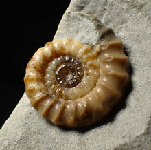 Load image into Gallery viewer, Calcite Promicroceras ammonite fossil display piece (27 mm)