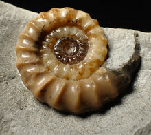 Load image into Gallery viewer, Calcite Promicroceras ammonite fossil display piece (27 mm)