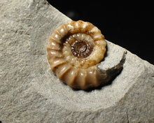 Load image into Gallery viewer, Calcite Promicroceras ammonite fossil display piece (27 mm)