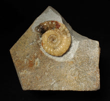 Load image into Gallery viewer, Calcite Xipheroceras ammonite fossil display piece (32mm)