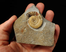 Load image into Gallery viewer, Calcite Xipheroceras ammonite fossil display piece (32mm)